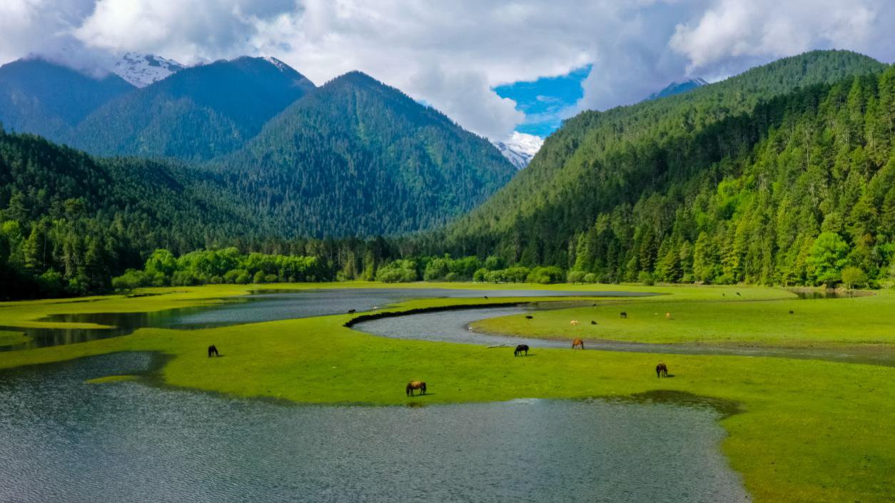中国最美十大森林之一岗云杉林。西藏自治区旅发厅供图