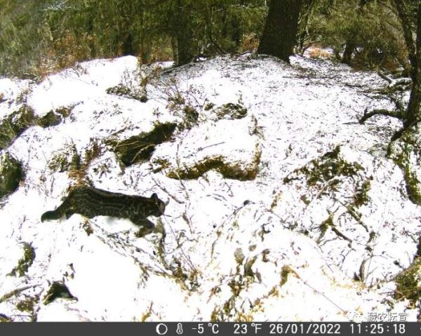 西藏色季拉山发现雪豹、白颊猕猴等多种珍稀野生动物