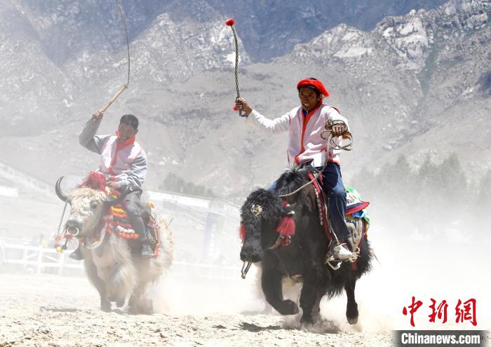 驅牛疾馳西藏拉薩舉行賽牦牛比賽