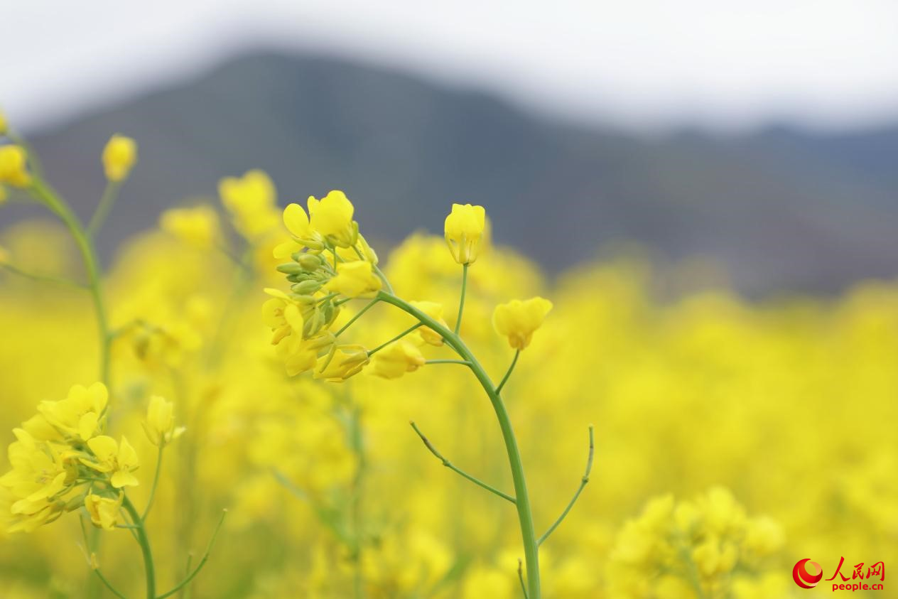 金色油菜花铺满大地。 人民网 李海霞摄