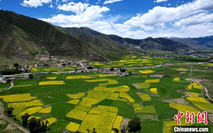 拉萨油菜花盛放大地美如调色板