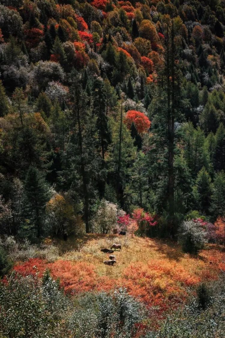 懂西藏的人，一定不会错过林芝的秋天