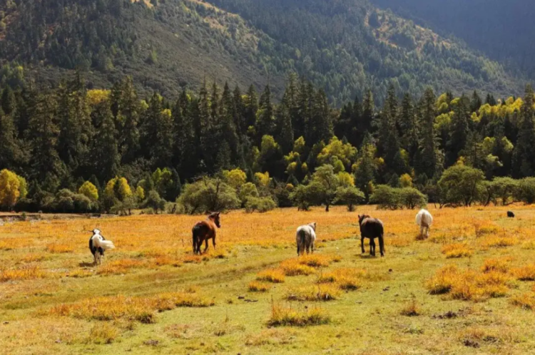 懂西藏的人，一定不会错过林芝的秋天