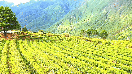 青稞“蜕变”,牦牛“出圈”!看西藏农牧民的“十四五”丰收答卷