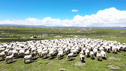 青稞“蜕变”,牦牛“出圈”!看西藏农牧民的“十四五”丰收答卷