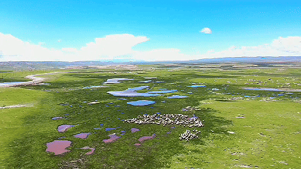 青稞“蜕变”,牦牛“出圈”!看西藏农牧民的“十四五”丰收答卷