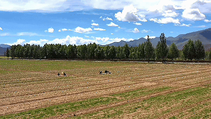 青稞“蜕变”,牦牛“出圈”!看西藏农牧民的“十四五”丰收答卷