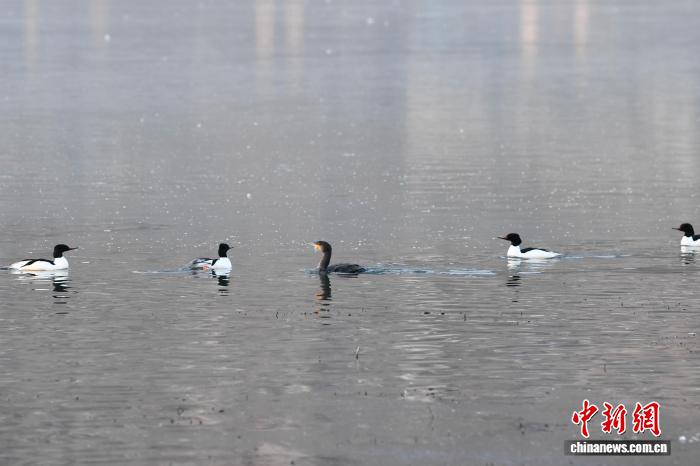 拉萨拉鲁湿地成候鸟乐园