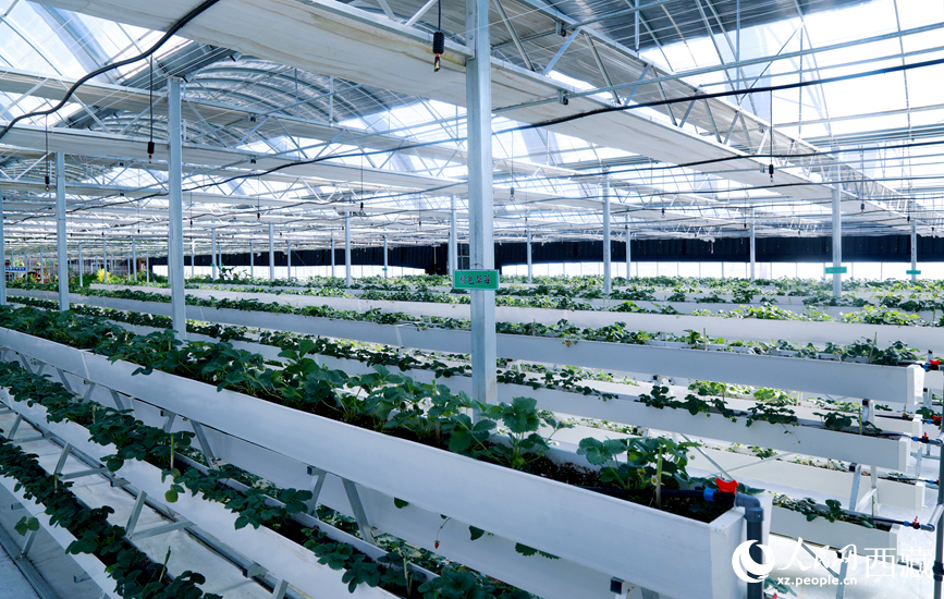 园区温室广泛采用多层水培种植系统。人民网记者 吴雨仁摄