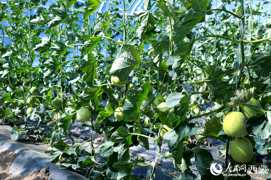 温室中种植的瓜类作物果实累累。人民网记者 吴雨仁摄