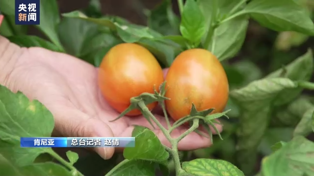 中非深化农业合作 助力非洲粮食安全