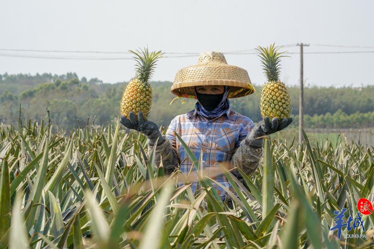 徐闻：两片海连起甜蜜致富路｜“县”在出发 “粤”上枝头