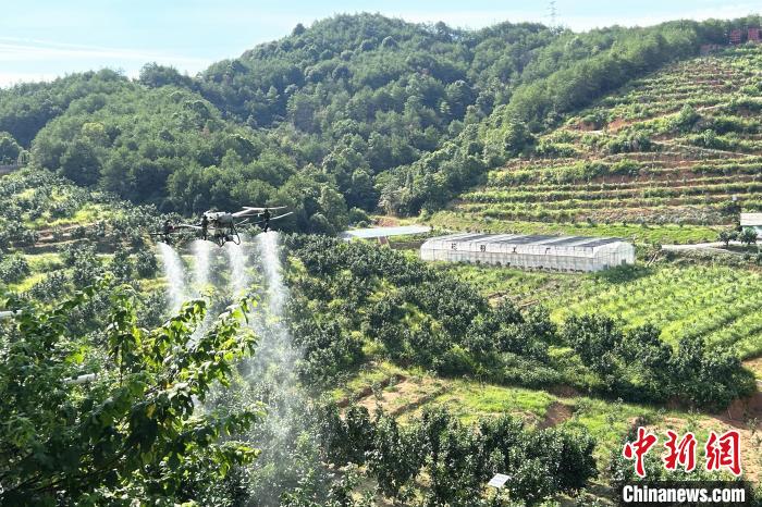 图为江西上饶市广丰区西坛果园正进行无人机植保作业。　朱莹 摄