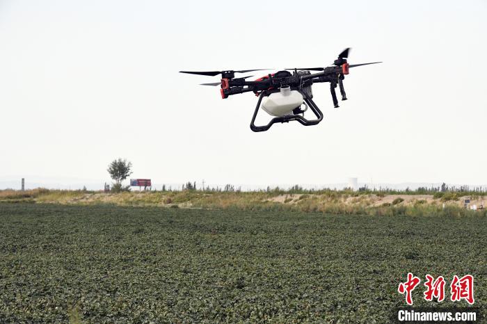 9月18日，新疆巴州尉犁县，工作人员正通过操控极飞农业无人机为“超级棉田”打药。　中新社记者 　孙亭文 摄