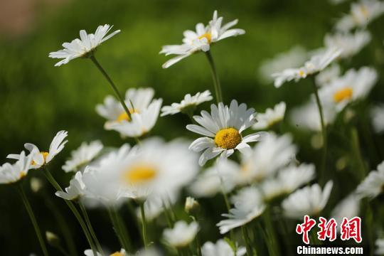 甘肃金昌花开戈壁游人赏花拍照“人比花娇”