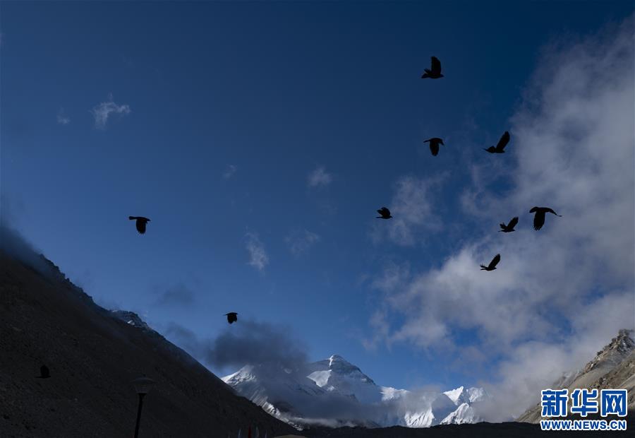 （新华视界）（1）雪域精灵
