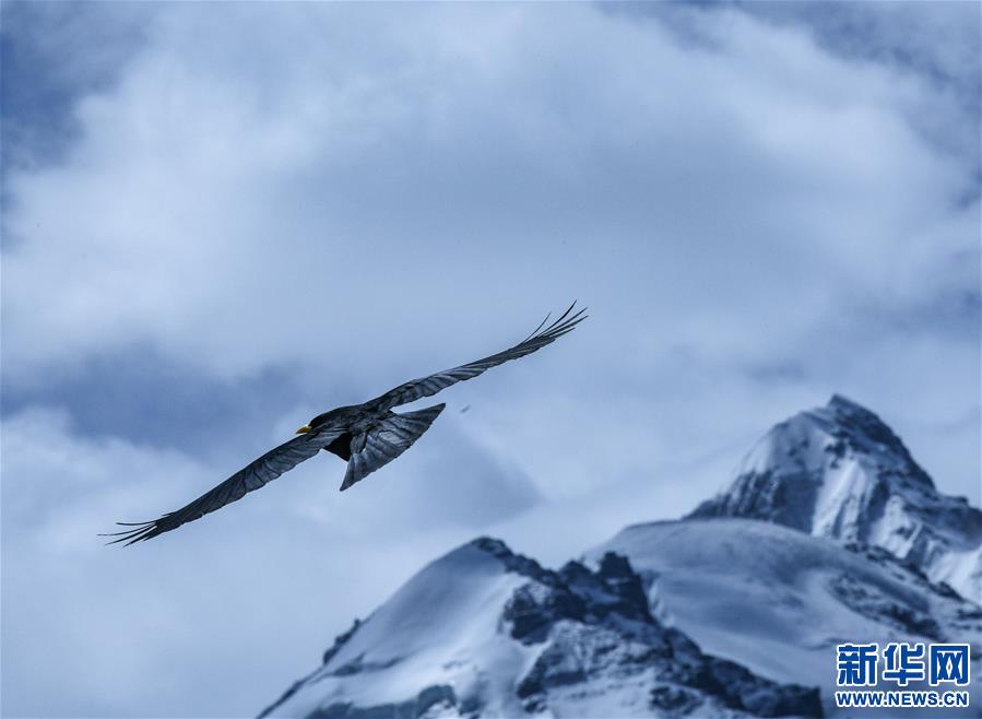 （新华视界）（2）雪域精灵