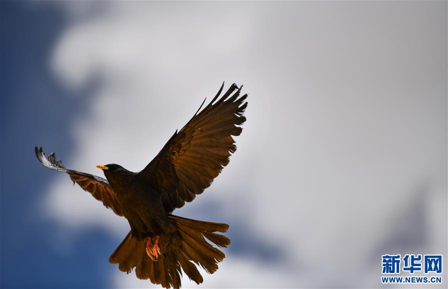 （新华视界）（3）雪域精灵