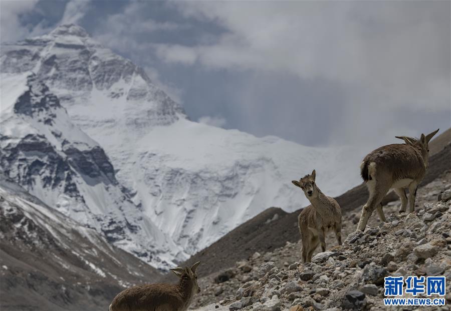 （新华视界）（4）雪域精灵