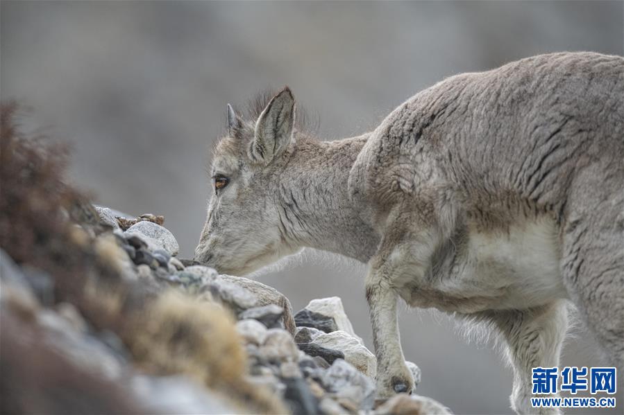 （新华视界）（6）雪域精灵