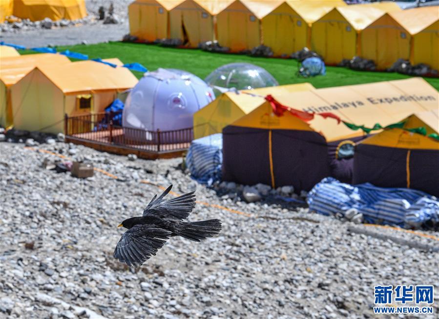 （新华视界）（7）雪域精灵