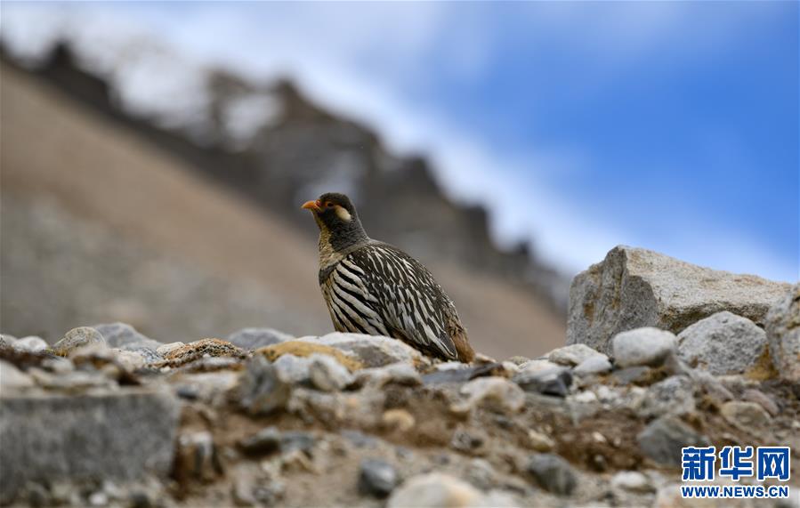 （新华视界）（8）雪域精灵