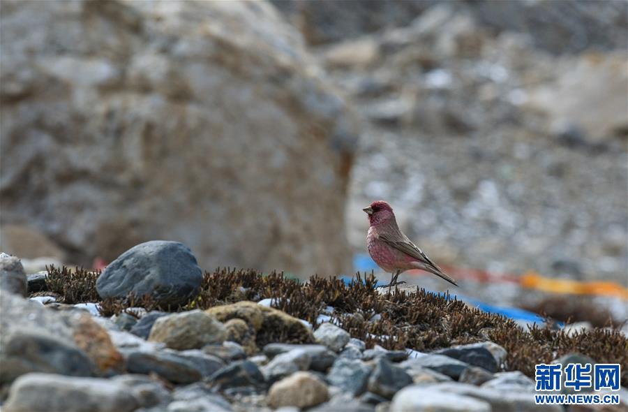 （新华视界）（9）雪域精灵