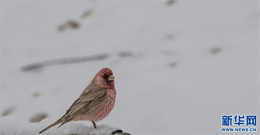（新华视界）（10）雪域精灵