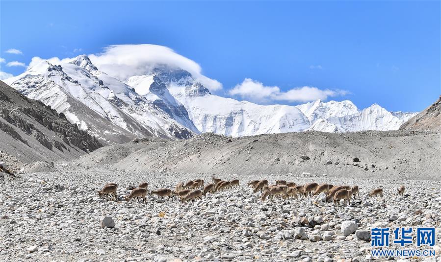(2020珠峰高程测量)(1)珠峰附近的雪域精灵