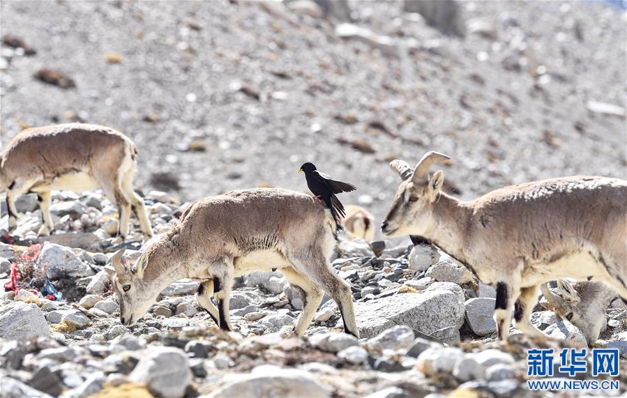 (2020珠峰高程测量)(2)珠峰附近的雪域精灵