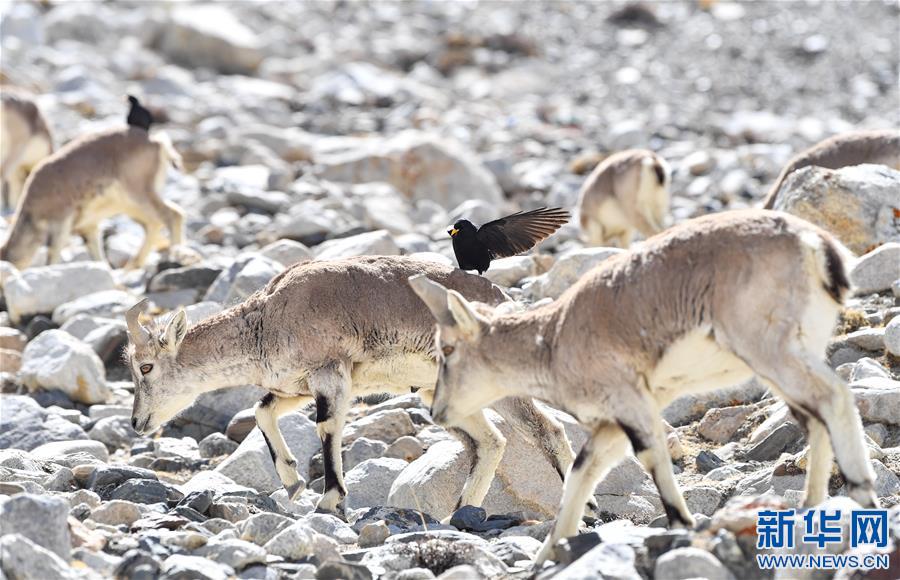 (2020珠峰高程测量)(4)珠峰附近的雪域精灵
