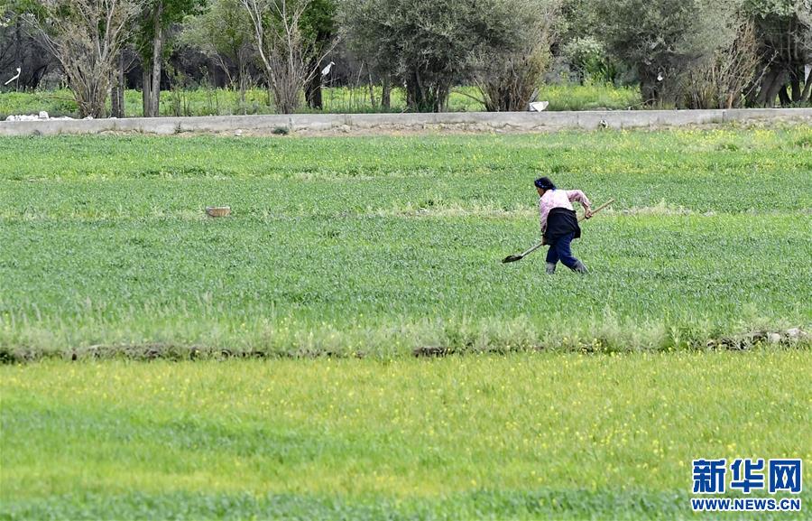 （美丽中国）（4）“后藏粮仓”风光旖旎