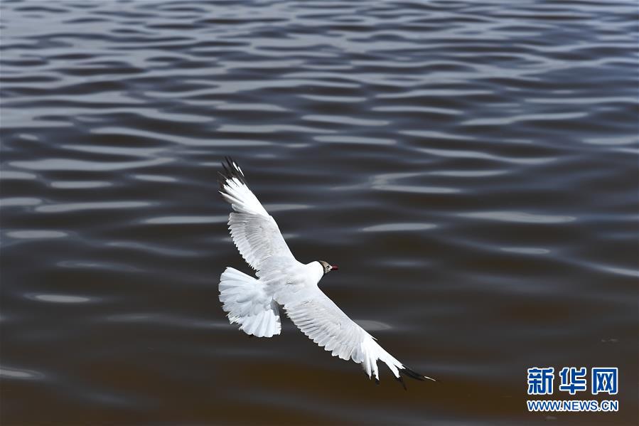 （美丽中国）（2）盛夏青海湖美如画