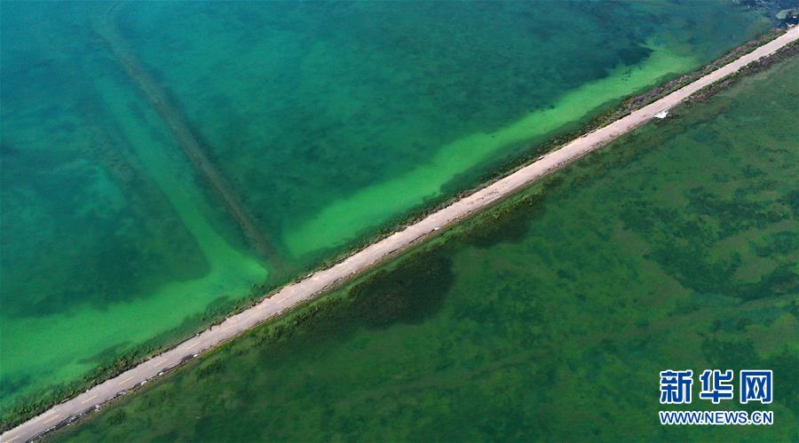 （美丽中国）（3）盛夏青海湖美如画