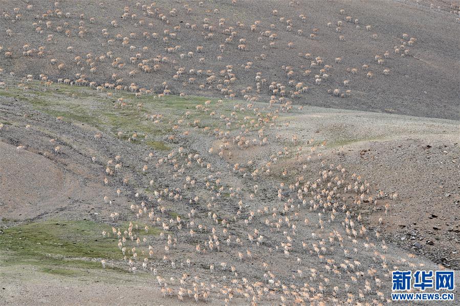 （环境）（3）羌塘自然保护区：悠闲的藏羚羊