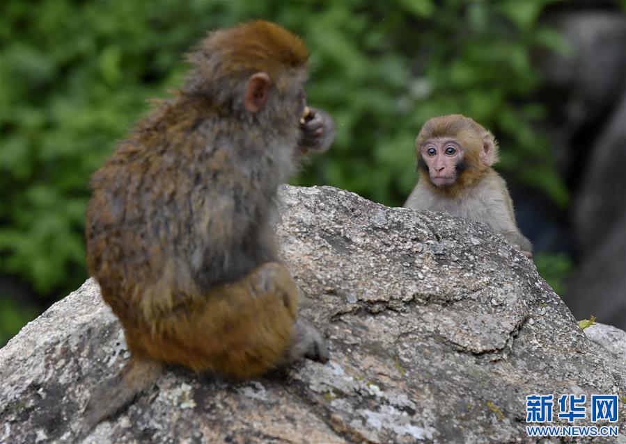 （环境）（1）雅鲁藏布江畔藏猕猴