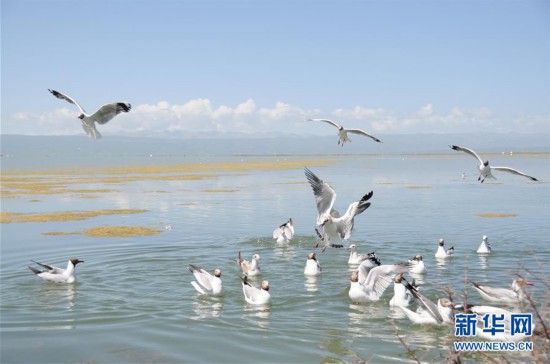 （新华全媒头条·图文互动）（10）大湖见证 ——持续保护让青海湖生态华丽“蝶变”