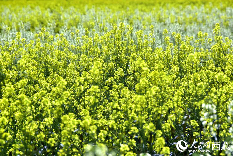 盛开的小油菜花。人民网 李海霞摄