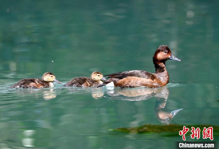 图为6月22日，栖息在拉鲁湿地的白眼潜鸭。　李林 摄