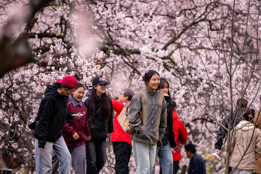 桃花盛开惹人醉，八方游客赏花来。徐驭尧摄