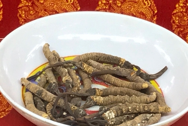 藏药材虫�?.jpg